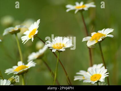 Blühende Wildblumen Camomilla fetida (Anthemis cotula). SS, Sardegna. Italien Stockfoto