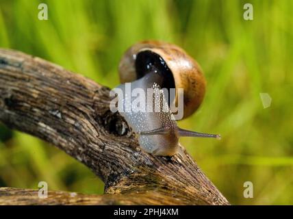 Land Snail Chiocciola (Eobania vermiculata). Commestibile. Sassari, Sardegna. Italia Stockfoto