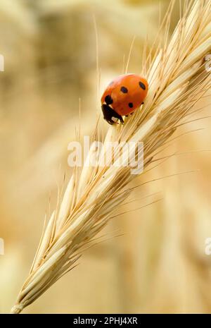 Marienkäfer oder Marienkäfer auf Mais im Sommer - aus nächster Nähe sehen Sie Coccinella, Coccinella 7-punctata, (Seven-Spot Ladybird). Coccinella septempunctata Stockfoto