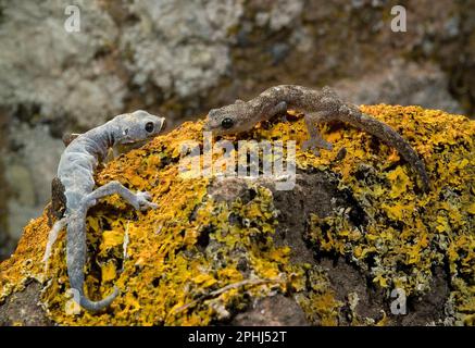 Europäischer Blattzehenecko, die Haut verändert sich. Tarantolino, Phyllodactylus europaeus. muta (cambio della pelle). Stintino, Sardegna, Italia. Stockfoto