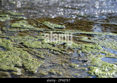 Grünes Moos im Flusswasser an sonnigen Tagen Stockfoto