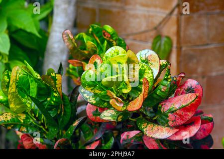 Croton (Codiaeum variegatum), eine beliebte Hauspflanze mit vielen Sorten und Liebhabern mit hübschen bunten Blättern in Indonesien Stockfoto