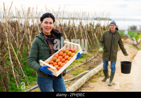 Asiatische Gärtnerin, die eine Schachtel mit Tomaten hält Stockfoto