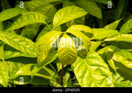 Mahagonikeimlinge (Swietenia macrophylla) in einer Baumschule in Yogyakarta, Indonesien Stockfoto