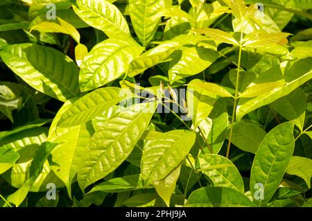 Mahagonikeimlinge (Swietenia macrophylla) in einer Baumschule in Yogyakarta, Indonesien Stockfoto