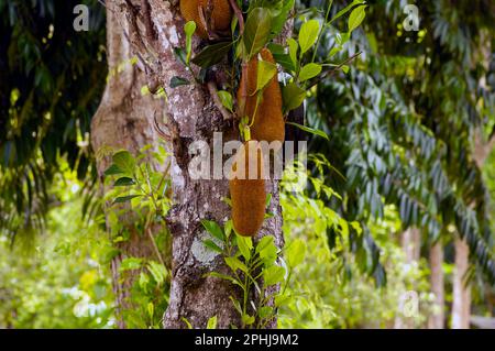 Nangka, Jack Fruit (Artocarpus heterophyllus) auf dem Baum, im flachen Fokus Stockfoto