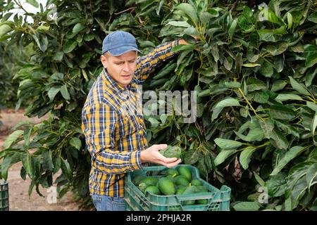 Positiver Gärtner, der Avocados von grünen Blattbäumen pflückt Stockfoto