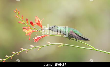 Ein talamanca-Kolibri, der sich von einem Krokosima ernährt Stockfoto