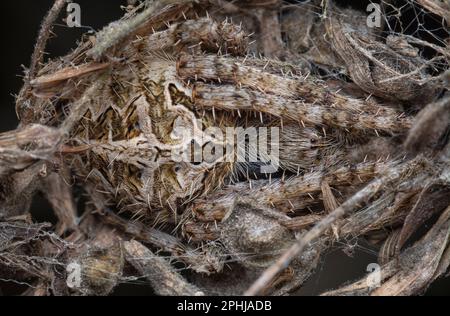 Nahaufnahme der Gartenspinne der Laglaise Stockfoto