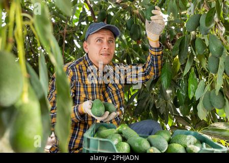 Positiver Gärtner, der Avocados von grünen Blattbäumen pflückt Stockfoto