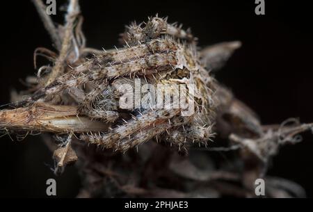 Nahaufnahme der Gartenspinne der Laglaise Stockfoto