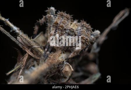 Nahaufnahme der Gartenspinne der Laglaise Stockfoto