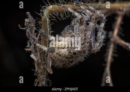 Nahaufnahme der Gartenspinne der Laglaise Stockfoto