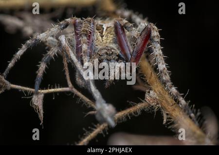 Nahaufnahme der Gartenspinne der Laglaise Stockfoto