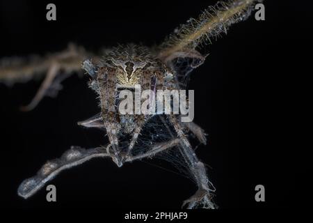 Nahaufnahme der Gartenspinne der Laglaise Stockfoto