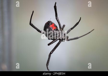 Eine südliche Schwarze Witwe, die an ihren Seidensträngen hängt. Raleigh, North Carolina Stockfoto