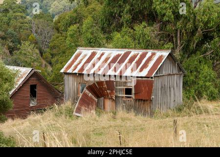 Alte rostige verfallene Schuppen in einer überwucherten Koppel im ländlichen Tasmanien, Australien Stockfoto