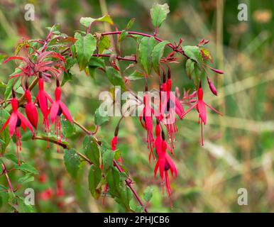 Pinkfarbene Fuchsia in Blume für abstraktes Texturdesign. Stockfoto