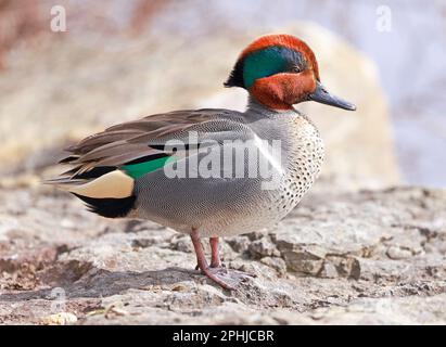 Green-Winged Teal Portrait, Quebec, Kanada Stockfoto