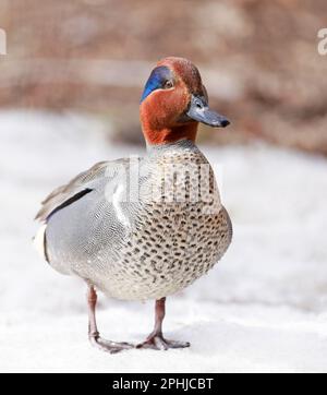 Green-Winged Teal Portrait, Quebec, Kanada Stockfoto