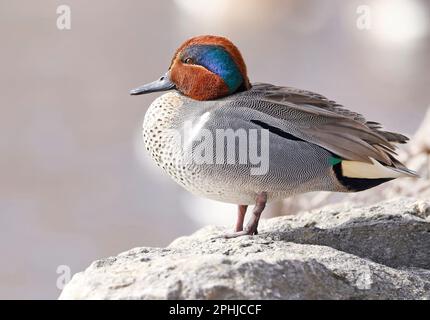 Green-Winged Teal Portrait, Quebec, Kanada Stockfoto