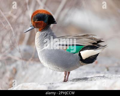 Green-Winged Teal Portrait, Quebec, Kanada Stockfoto