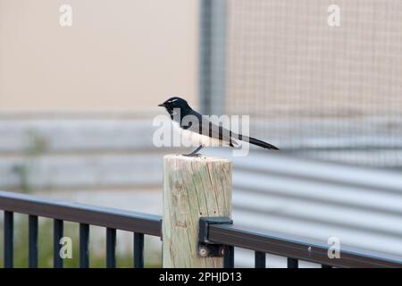 Willie Wagtail Bird in der Wildnis Stockfoto