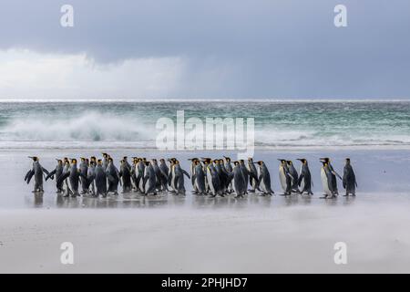 König Penquins, Aptenodytes Patagonicus, am Volunteer Point auf den Falklandinseln. Stockfoto