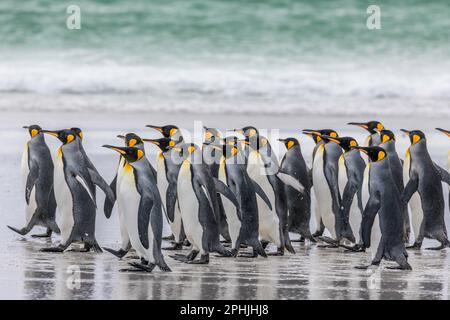 König Penquins, Aptenodytes Patagonicus, am Volunteer Point auf den Falklandinseln. Stockfoto