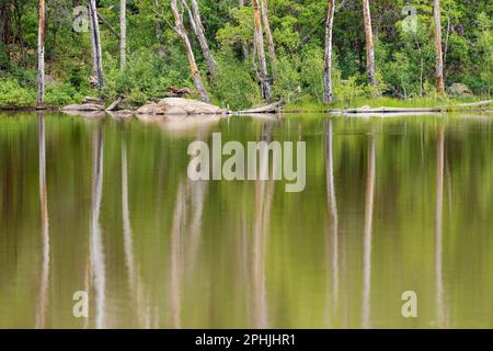 Die Stämme toter Bäume bilden eine gespenstische Reflexion auf dem Wasser des Buckskinner Lake in Williams, Arizona. Stockfoto
