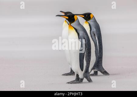 König Penquins, Aptenodytes Patagonicus, am Volunteer Point auf den Falklandinseln. Stockfoto