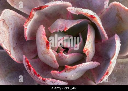 Echeveria "Galaxia" Sukkulente Pflanze Stockfoto