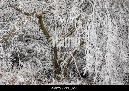 Heiterfrost am Lake Hefner in Oklahoma City, OK, USA Stockfoto