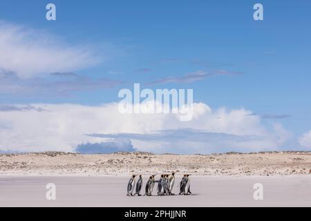 König Penquins, Aptenodytes Patagonicus, am Volunteer Point auf den Falklandinseln. Stockfoto