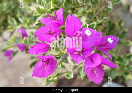 Blühende Bougainvillea Blumen Hintergrund. Leuchtend rosa Magenta Bougainvillea Blumen als floraler Hintergrund. Bougainvillea Blumen Textur und Rückengro Stockfoto