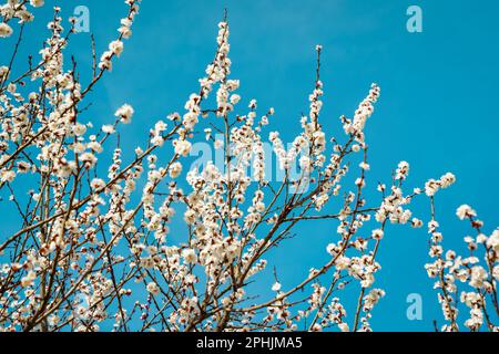 Kirschblütenzweige mit jungen Blättern, die im Frühling von Sonnenlicht beleuchtet werden. Stockfoto