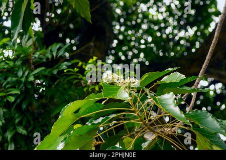 Nahaufnahme von Candlenut Tree (Aleurites moluccana) Blumen und grünen Blättern Stockfoto