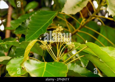 Nahaufnahme von Candlenut Tree (Aleurites moluccana) Blumen und grünen Blättern Stockfoto