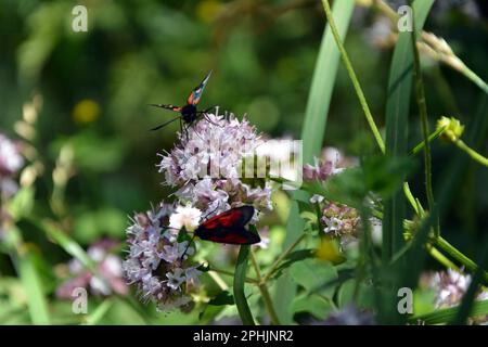 Zwei verschiedene Mottenarten (Zygaena filipendulae und Zygaena osterodensis) auf einer violetten Blume an einem sonnigen Sommertag. Horizontales Bild mit Selektivität Stockfoto