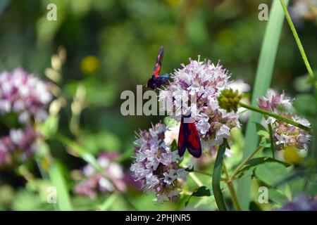 Uber die Vertiefung zweier Mottenarten (Zygaena filipendulae und Zygaena osterodensis) auf eine hellviolette Oreganblüte an einem sonnigen Sommertag. Horizo Stockfoto