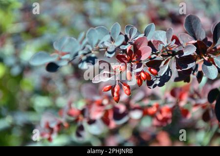 Verengung der Zweige mit roten Blättern und den reifen Früchten der japanischen Barbeere (Berberis thunbergii) im Herbst. Horizontales Bild mit selektiver Fokussierung Stockfoto