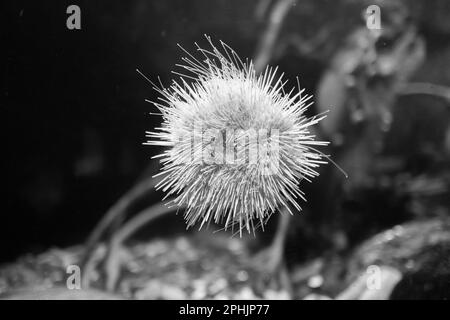 Ein Seeigel klebt an der Glaswand des Aquariums Stockfoto