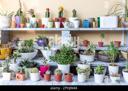 Sammlung verschiedener Kaktus- und Sukkulentpflanzen in verschiedenen Töpfen auf einem Marmorregal an der Wand Stockfoto