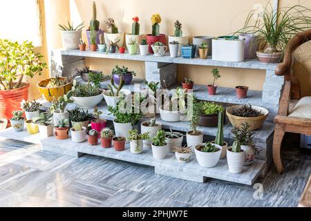 Einige Hauspflanzen in dekorativen Keramiktöpfen. Kakteen und saftige Gartengestaltung Stockfoto
