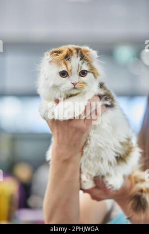Schottische Falttricolor. Die schottische Falte kann ein guter Freund für Kinder sein. Stockfoto