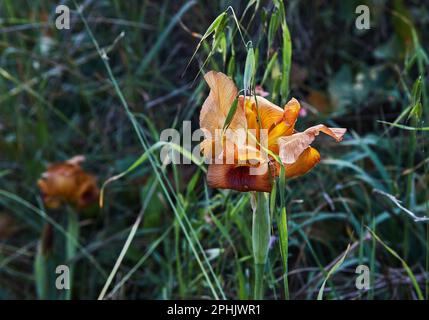 Gelbe wilde Iris Argaman oder Iris atropurpurea oder Küsteniris, die im Frühling bei Sonnenuntergang blühen. Stockfoto