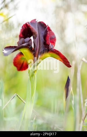 Blüten der blühenden Iris argaman Nahaufnahme auf hellem Hintergrund. Israel Stockfoto