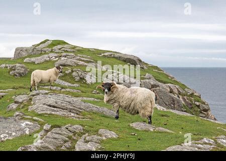 RAM mit gewinkelten Hörnern und RAM Lamb auf Rocky Headland, Lewis, Isle of Lewis, Hebriden, Äußeren Hebriden, Western Isles, Schottland, Vereinigtes Königreich Stockfoto