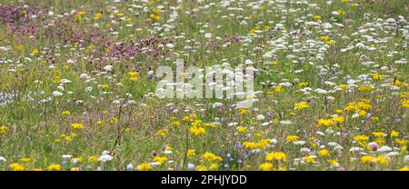 Mehrfarbige Wildblumen in hebridischer Machair, Lewis, Isle of Lewis, Hebriden, Äußeren Hebriden, Westliche Inseln, Schottland, Vereinigtes Königreich, Großbritannien Stockfoto