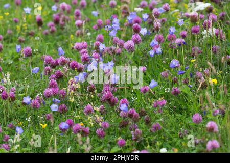 Lila Rot und Rosa Wildblumen in hebridischem Machair, Lewis, Isle of Lewis, Hebriden, Äußeren Hebriden, Western Isles, Schottland, Vereinigtes Königreich Stockfoto